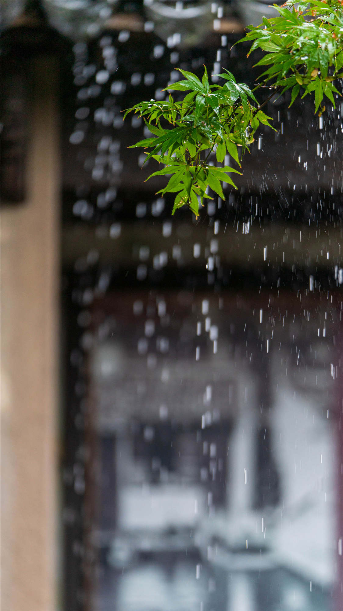 20210913西柵雨景 (3)_副本_副本.jpg