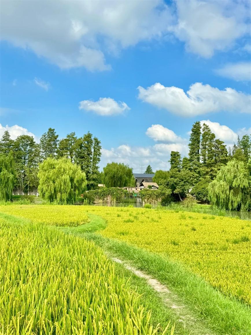 秋天的烏村，堪稱秋日旅行天花板??！_3_烏村Village_來自小紅書網頁版.jpg